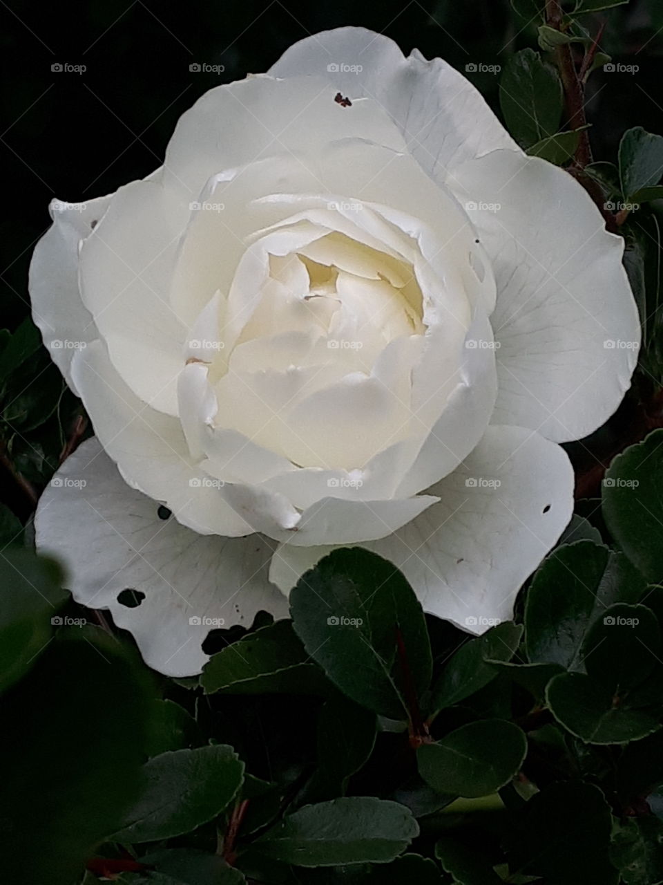 Flower, Rose, Flora, Leaf, Nature