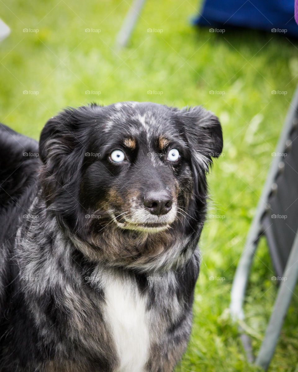 this dog is a white eyes