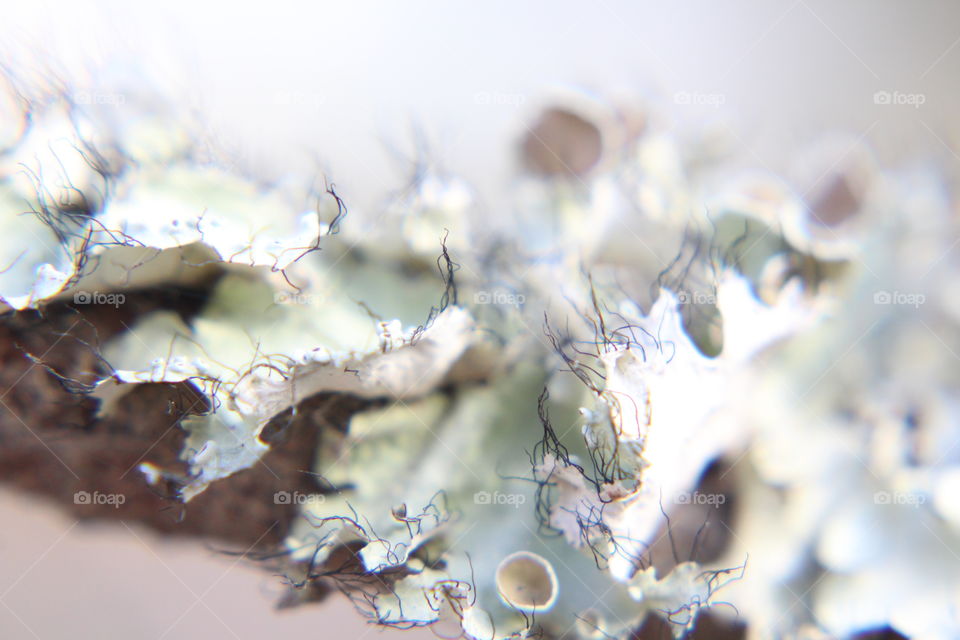 Lichen macro