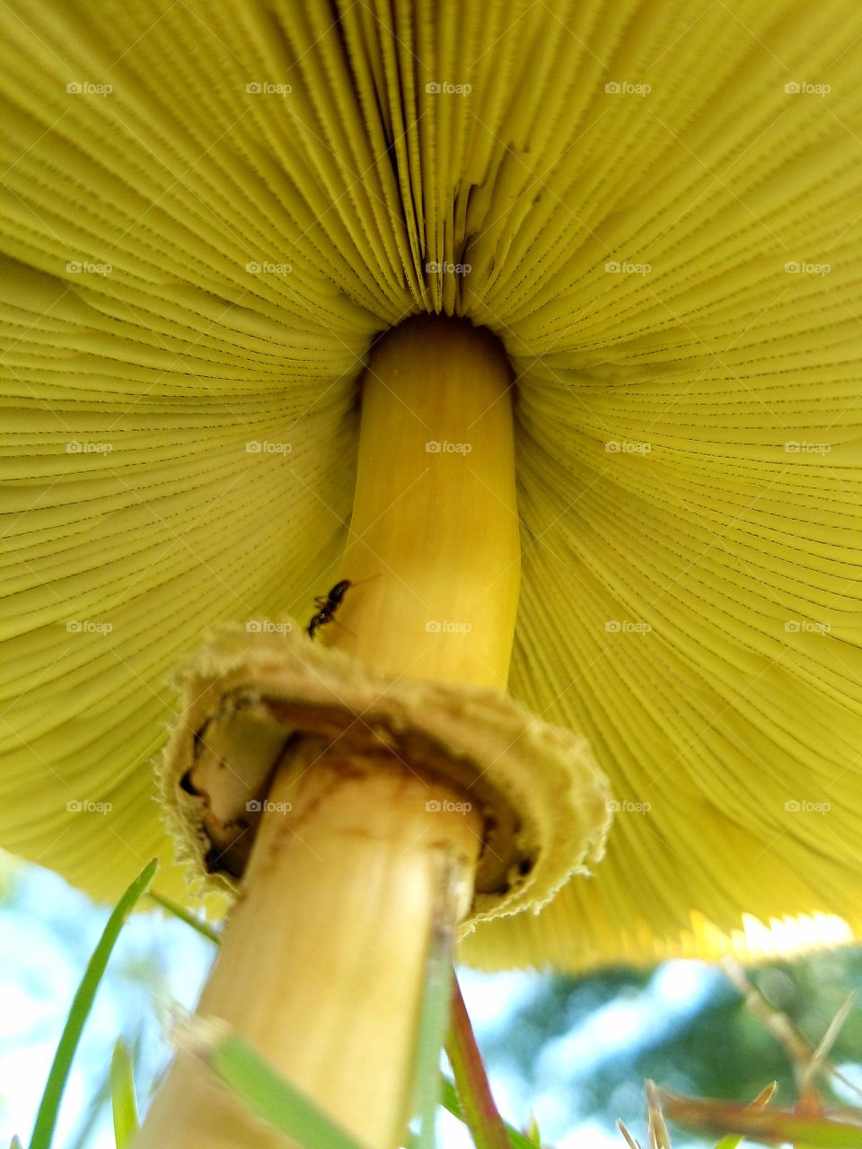 underneath a mushroom.