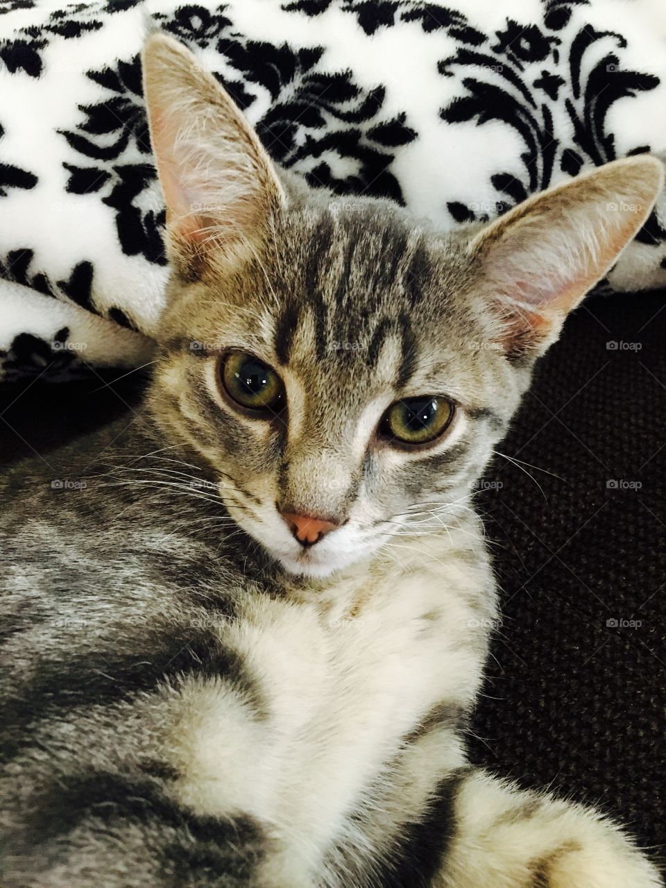 Portrait of tabby cat