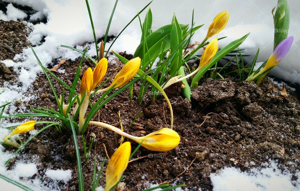 crocus - first sign of spring