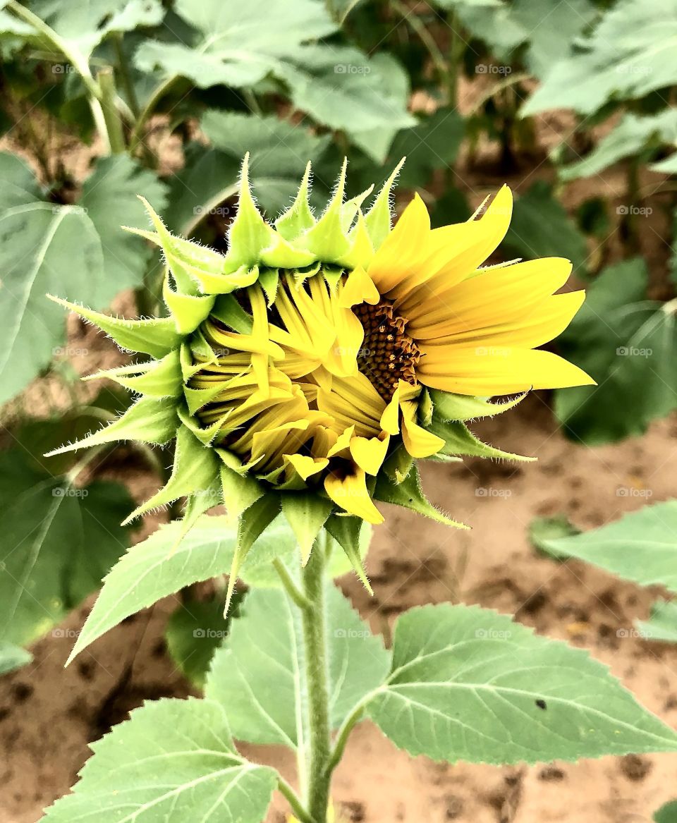 Sunflower hiding its face