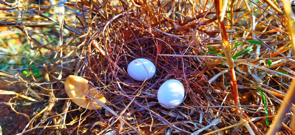 birds egg