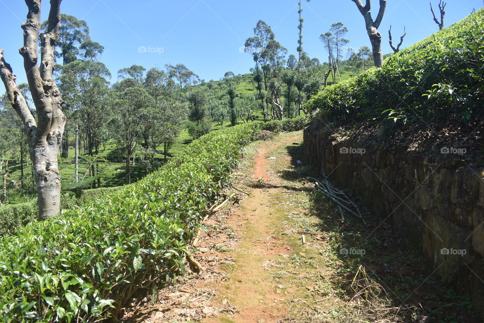 Walking through the tea astate 🚶😀