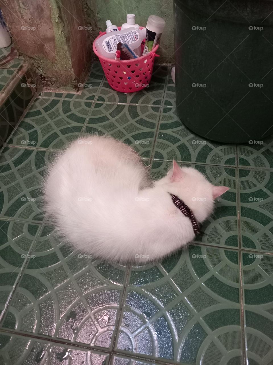 white cat sleeps in the bathroom