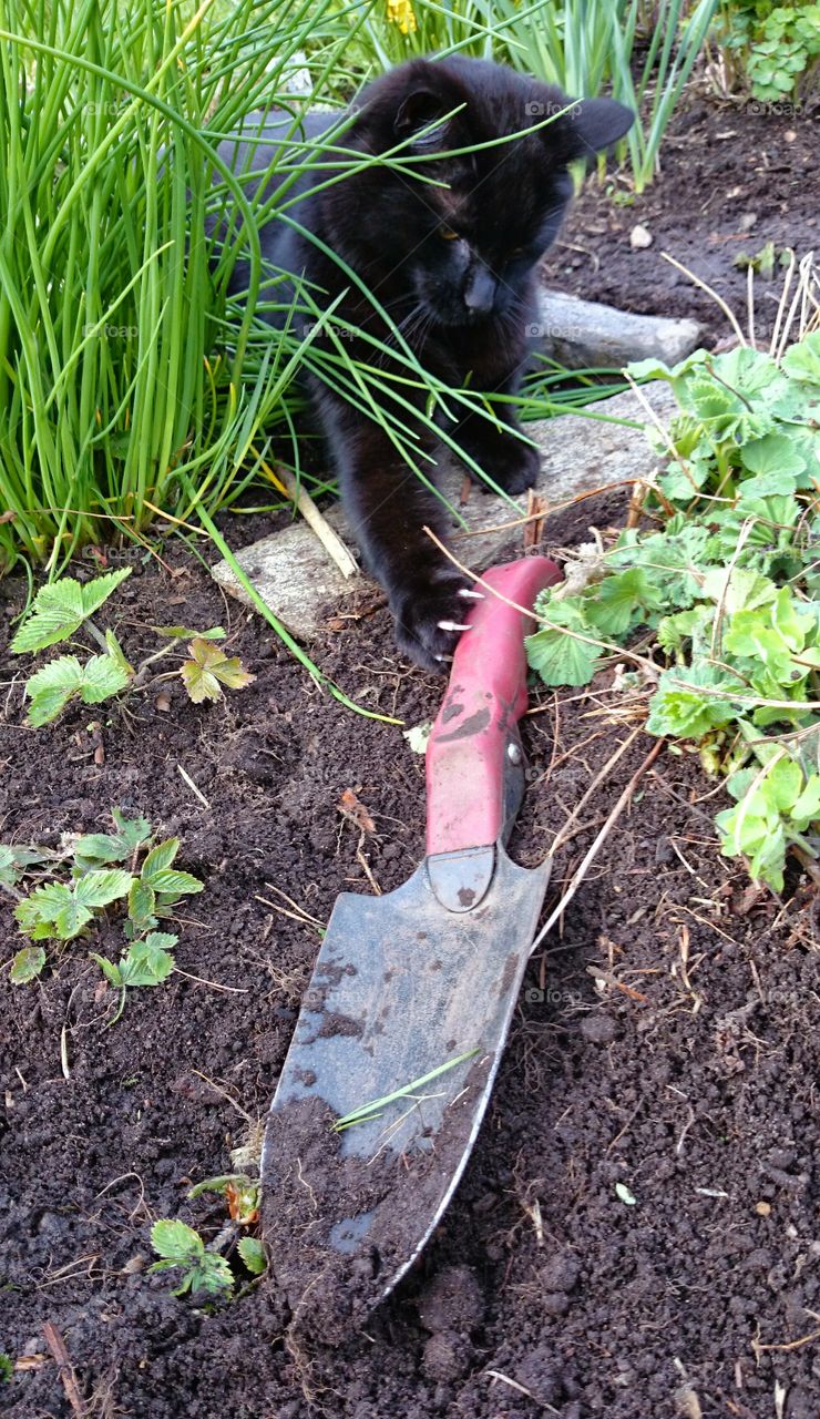 cat gardening . cat gardening 