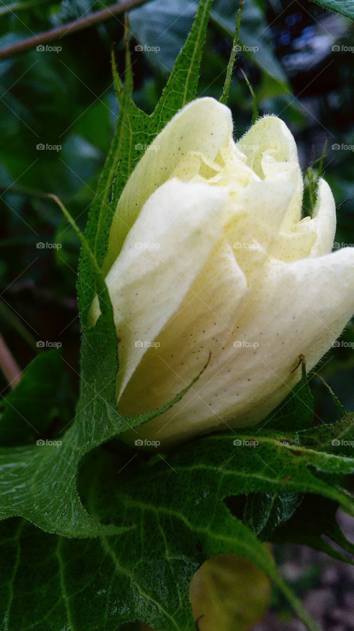 flower of cotton
