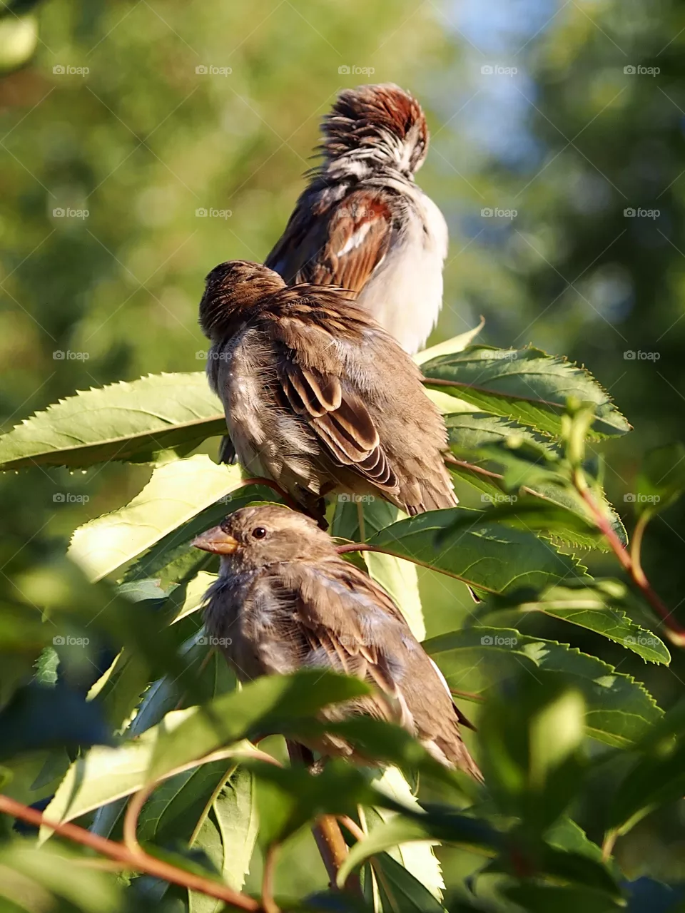 Trio