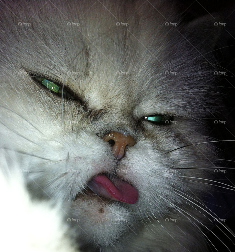 cat katt mammals animals by ka71