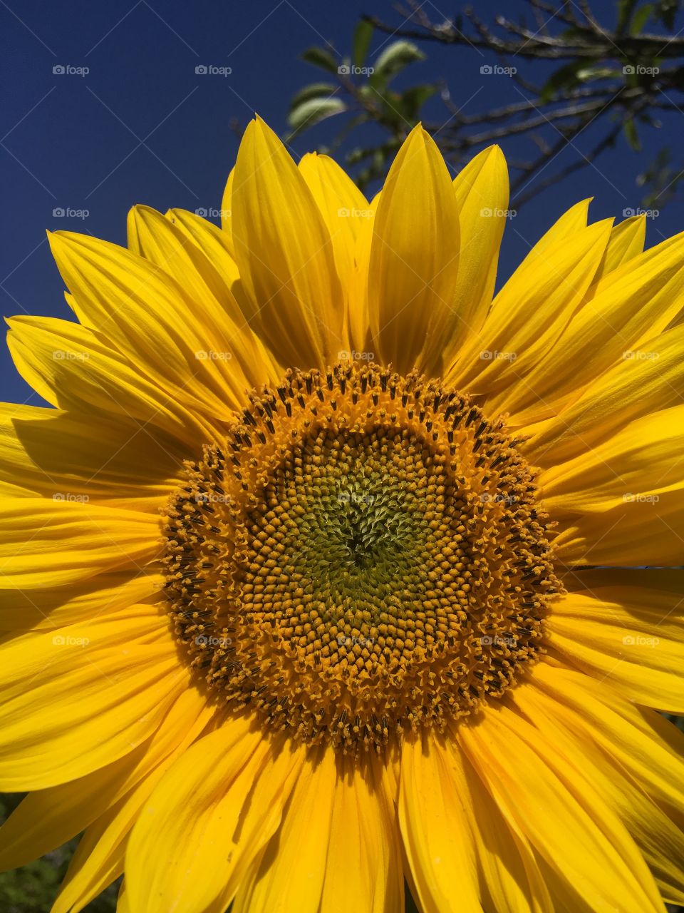 Sunflower