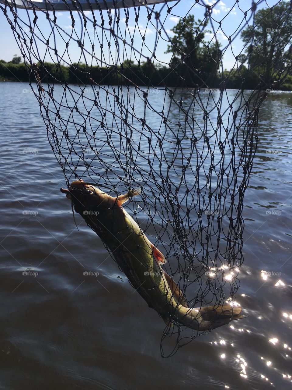 Catfish in the net.
