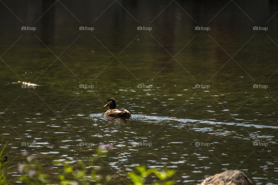 Duck swimming on a lake by the mountains.