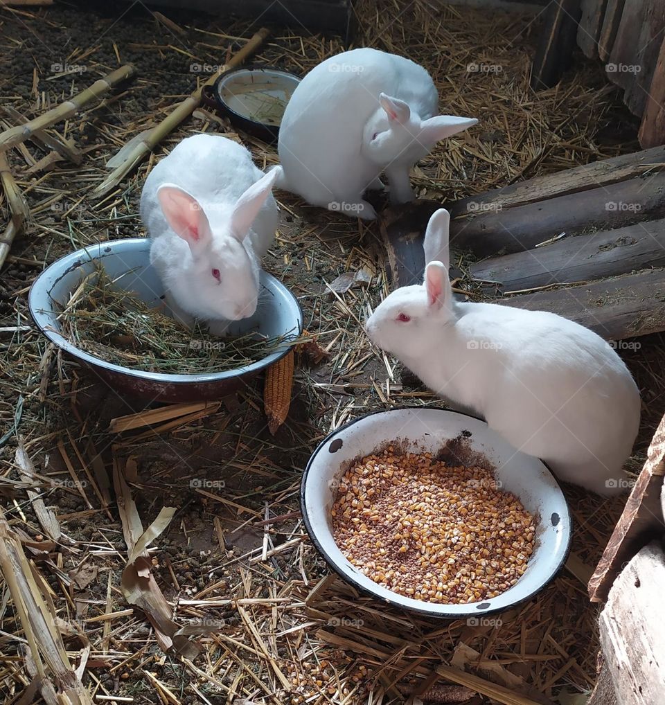 Three white rabbits with red eyes
