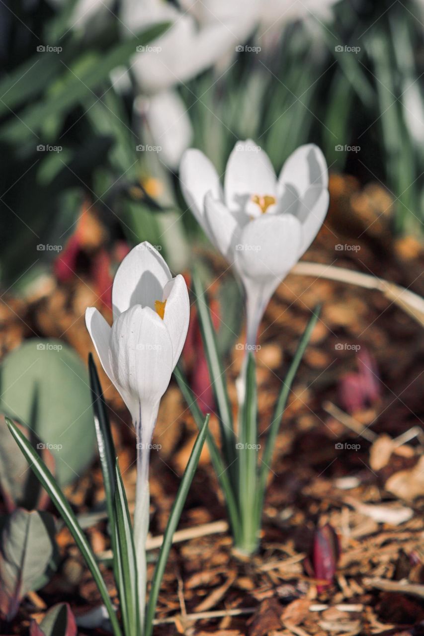 White springtime crocuses 