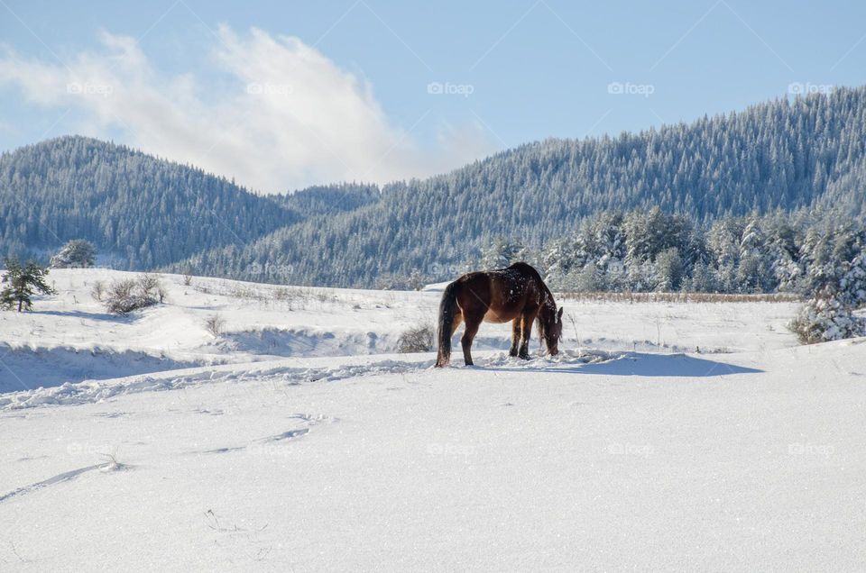 Horse in the Snow