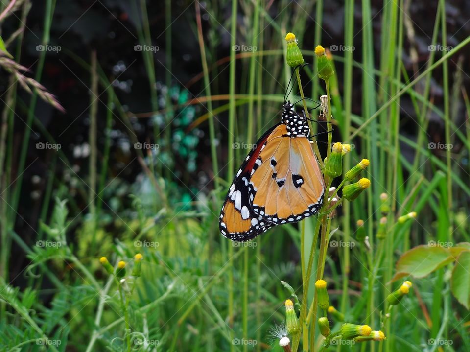 A butterfly sits on a blade of grass