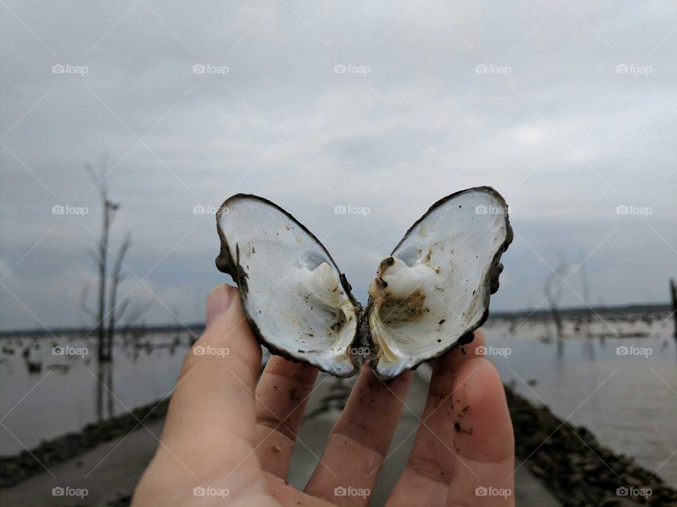 clam shell butterfly