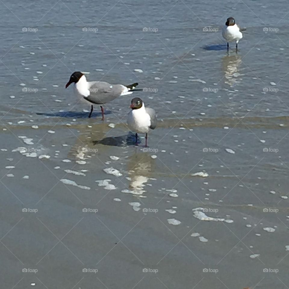 Seagulls