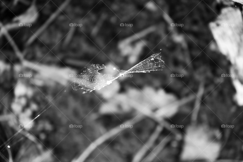 Spiderweb