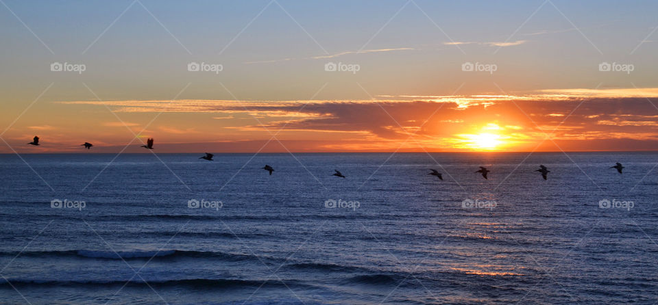 Perfect timing . Birds flying at sunset 
