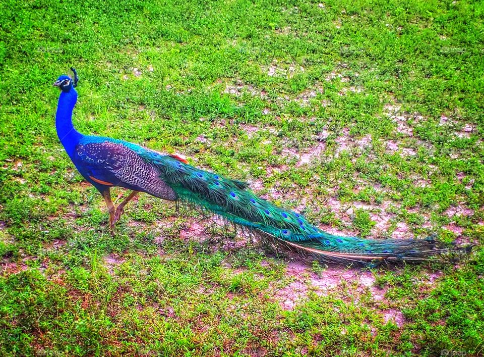 Peacock on grassy field