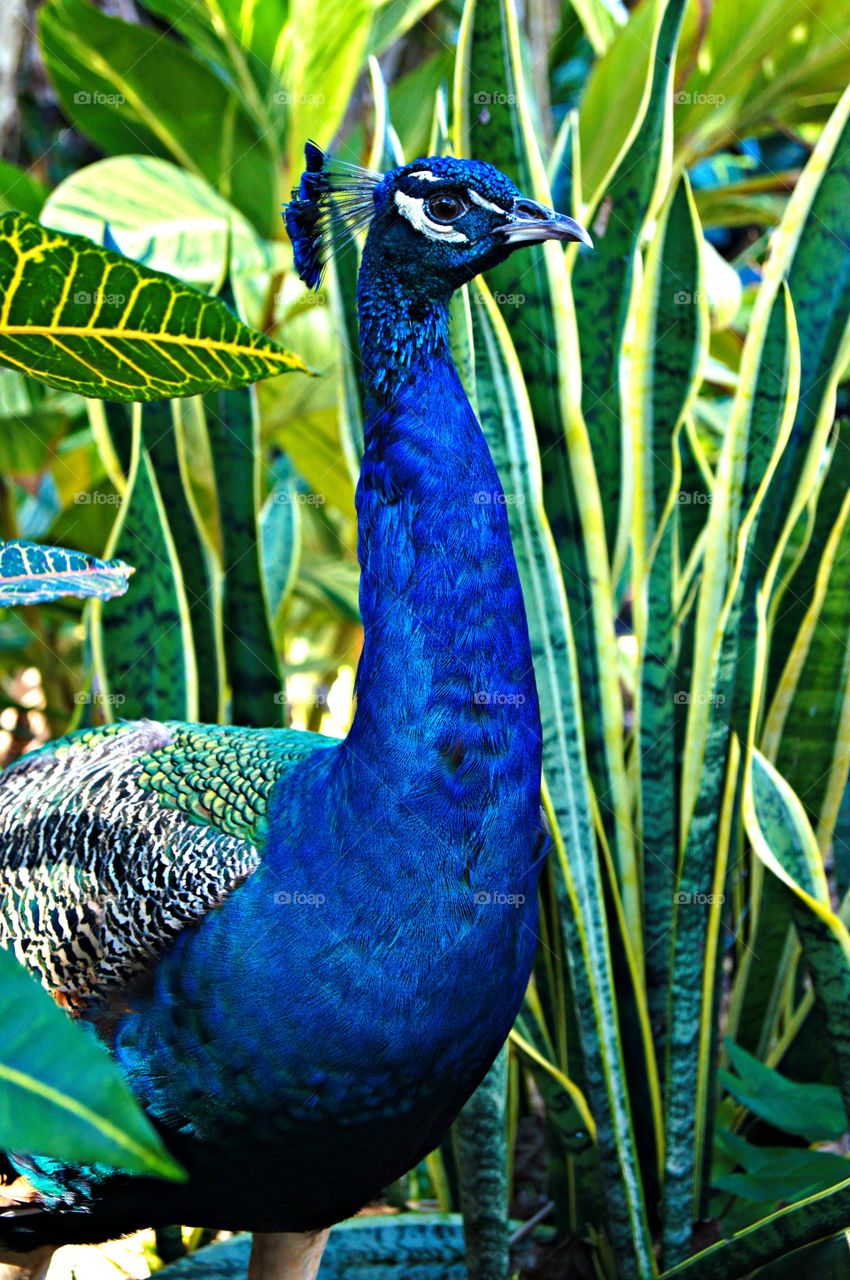 High angle view of peacock