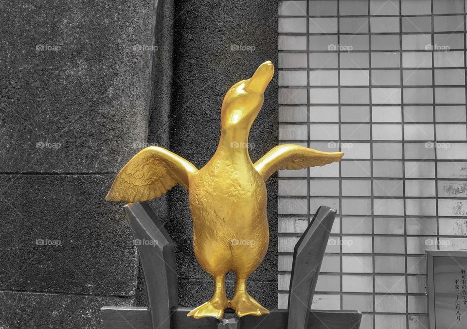 Golden duck