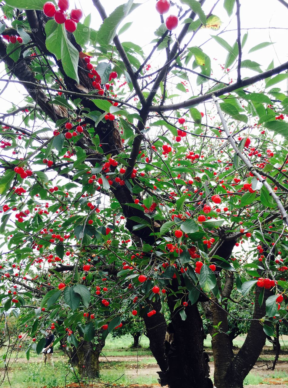 Cherry Yield