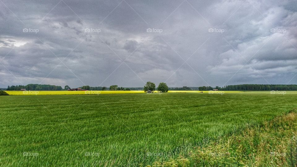 Field on a windy day