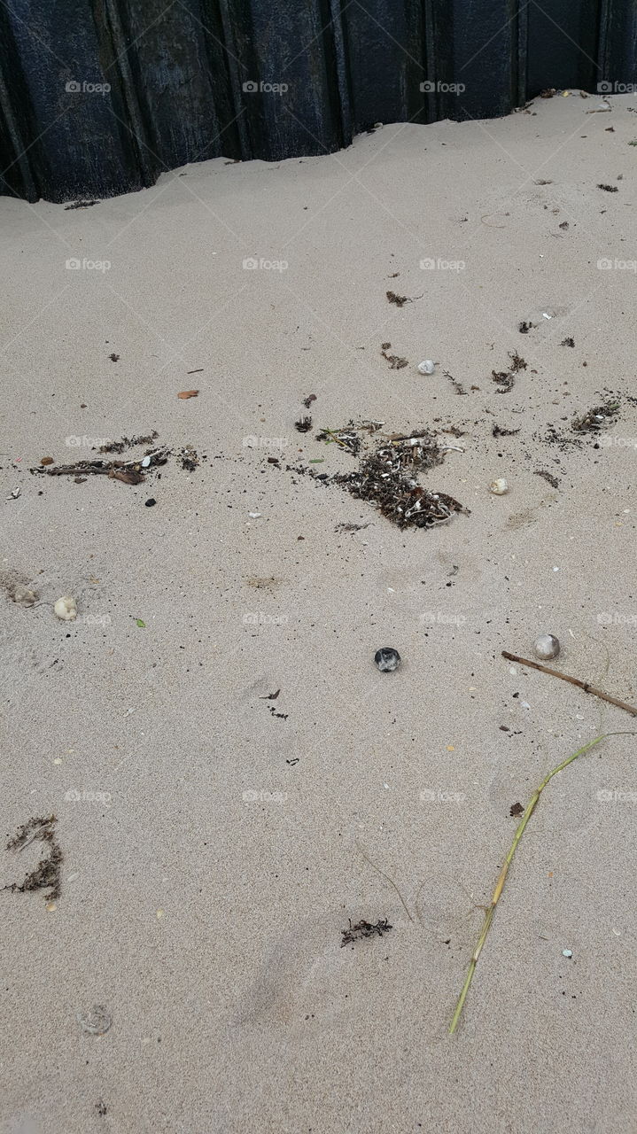 washed up sea turtle eggs