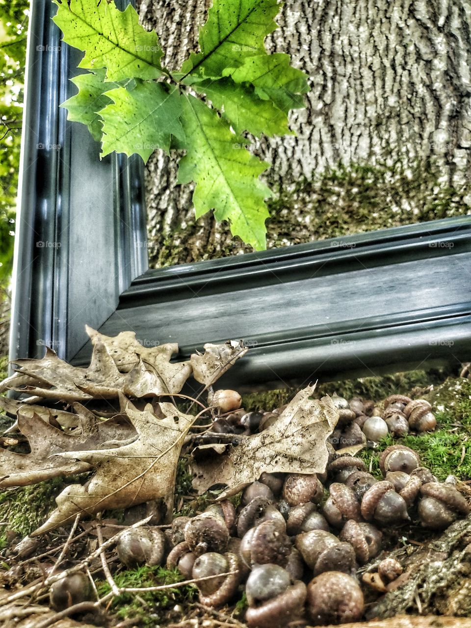 Portrait of a plant:
Life cycle of an oak tree.