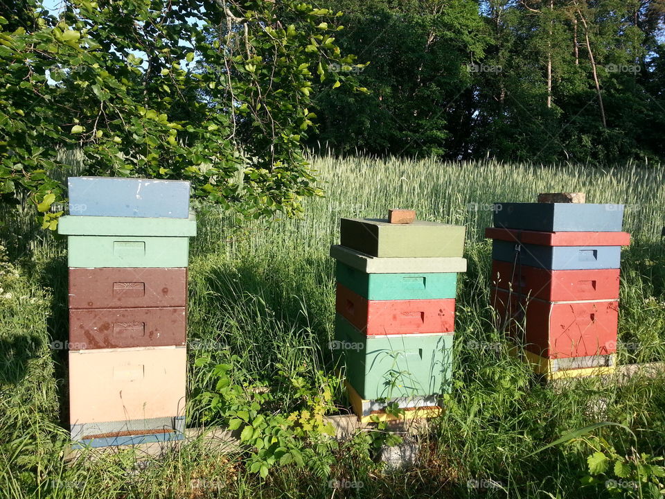 Beehives on grassy field