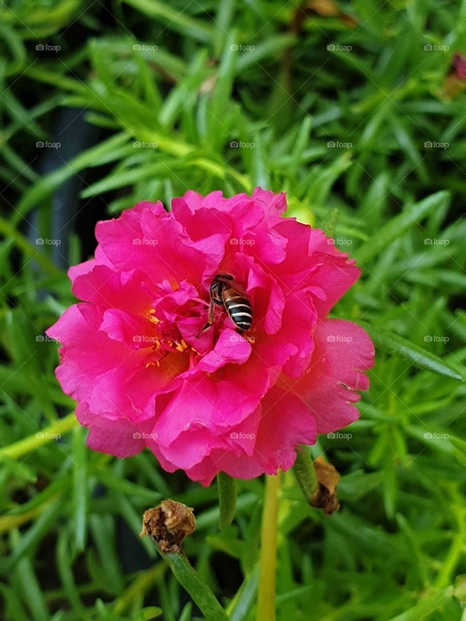  Portulaca Grandiflora or Moss-rose