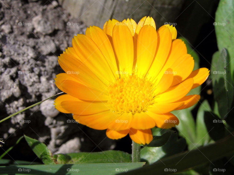 yellow nature flower sun by linque