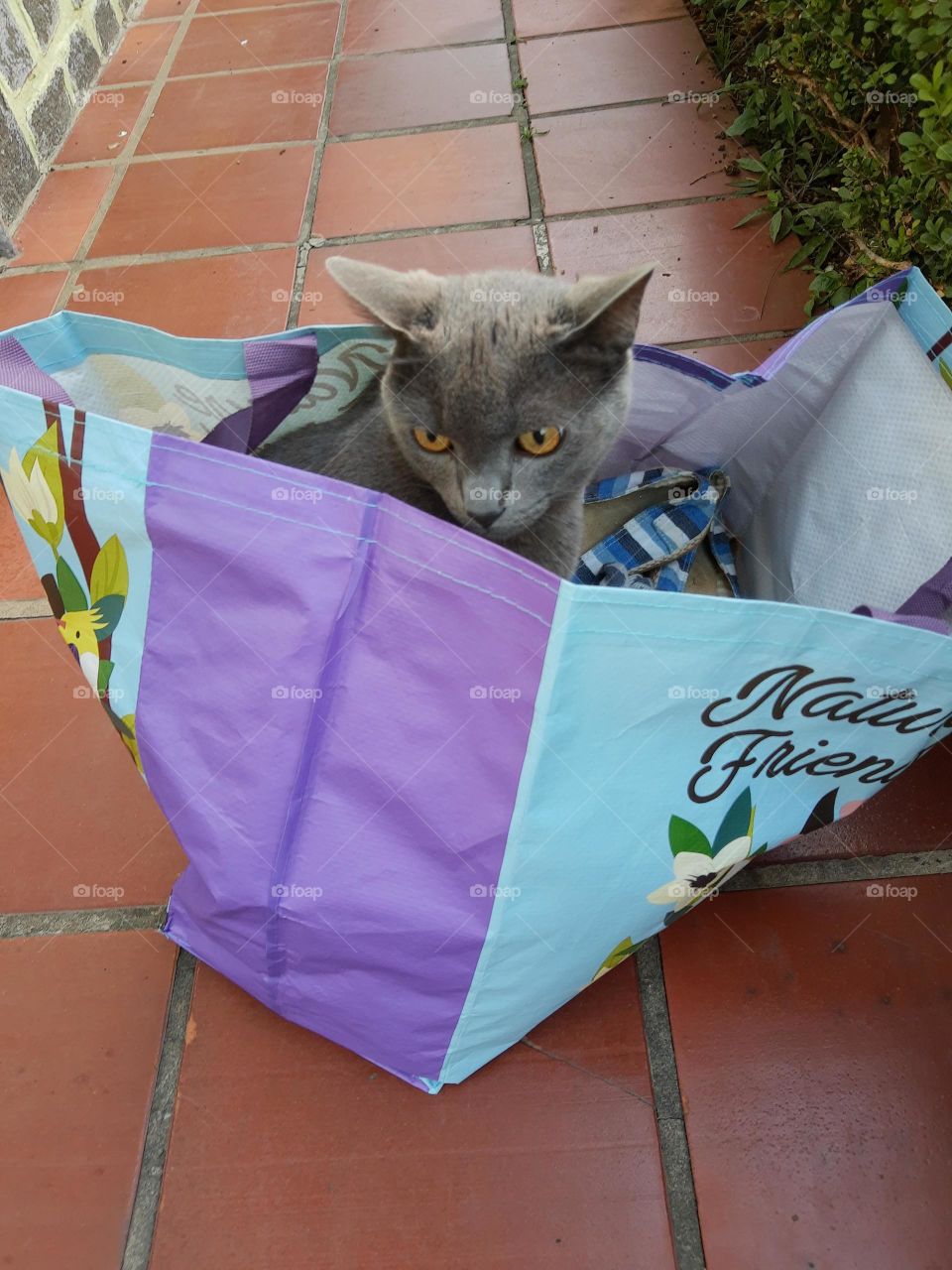 cat in a bag