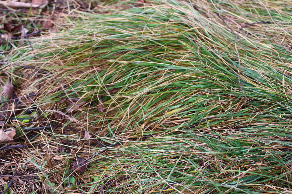 Green grass on the ground long