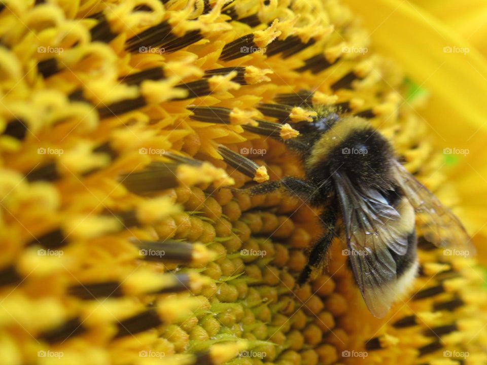 hairy bumblebee sat on a sunflower, ate nectar and flew away