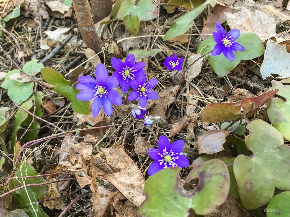 Flowering blue Anemone hepatica among their old leaves from last year in the forest in springtime.