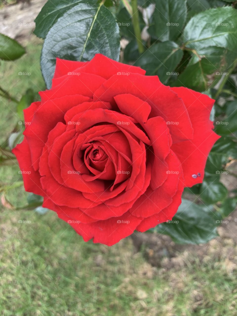 Red rose