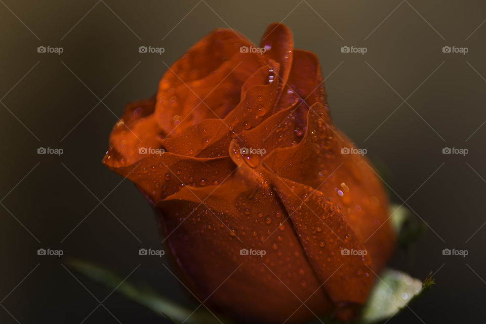 Water drop on red rose