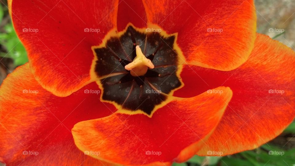 Tulip