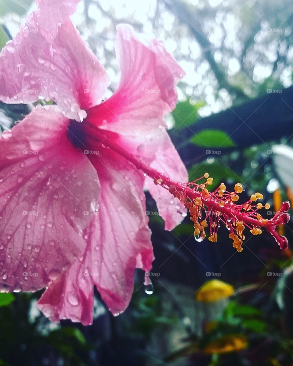 chuva em Porto Alegre , flores da mãe