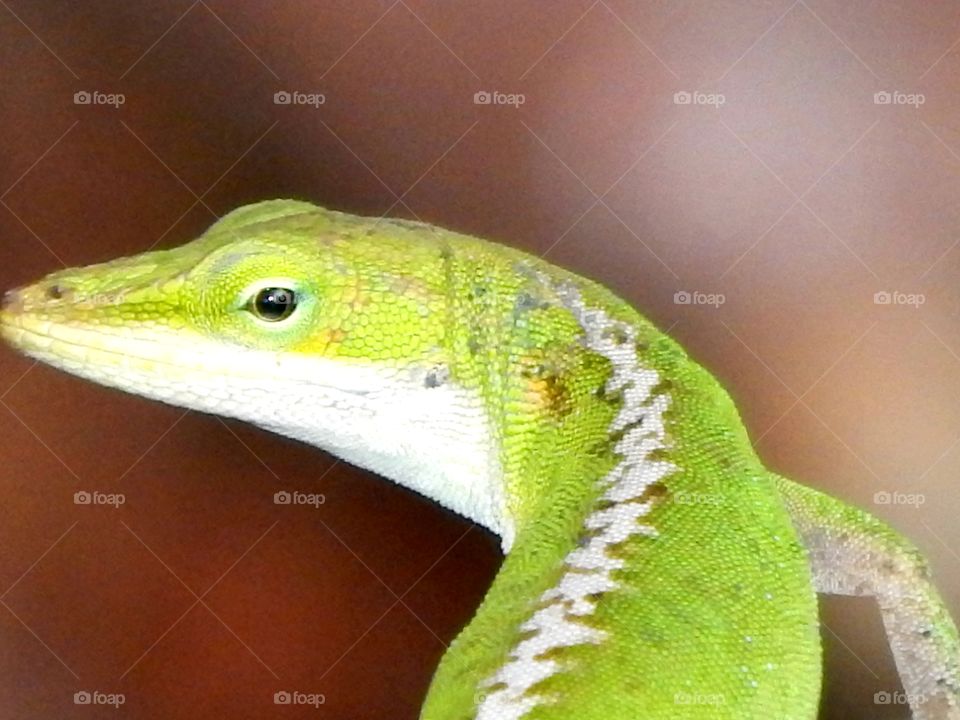 close up of a green lizard