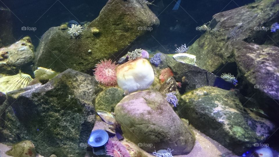Coral display in aquarium