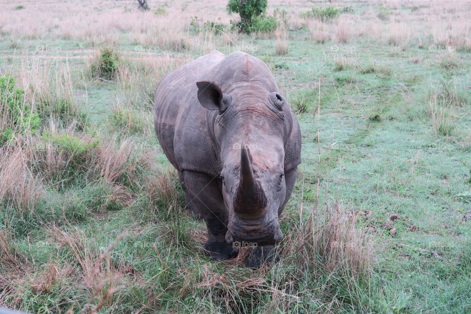Rhinoceros in the wild. 