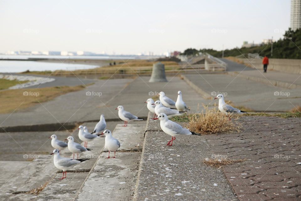 Seagulls in the park in front of beach