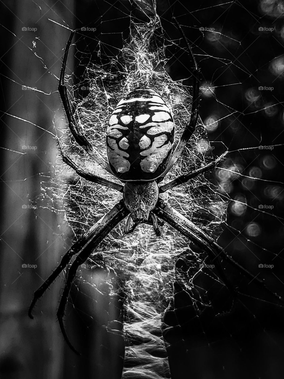 Black and white:  Closeup of a garden spider in the center of his web.
