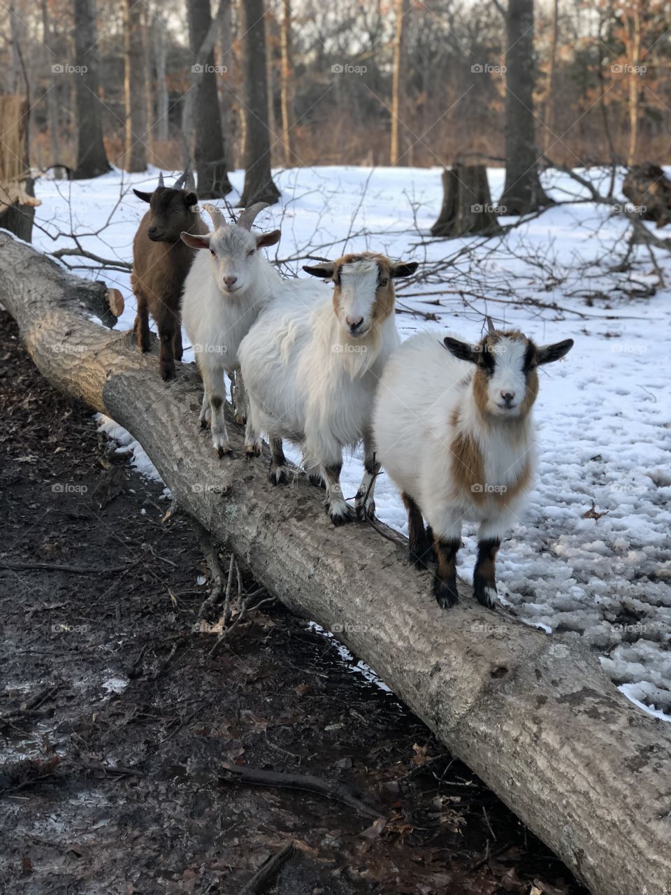 It’s a goat line up