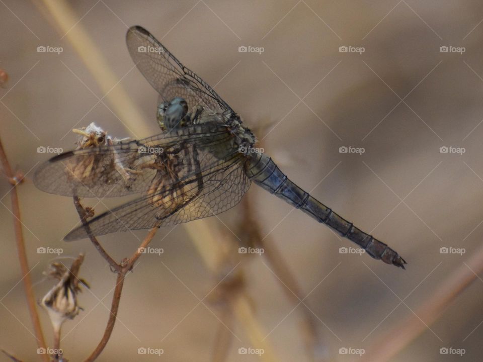 blue dragonfly